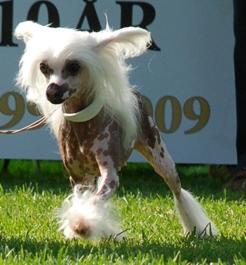 Rosengårdens Moon Star