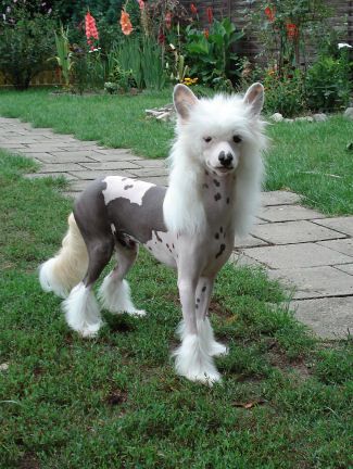 My Longtime Companion Diego