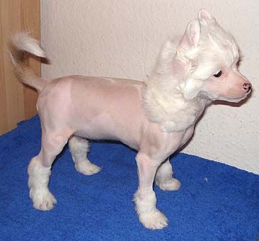 My Longtime Companion Dolores