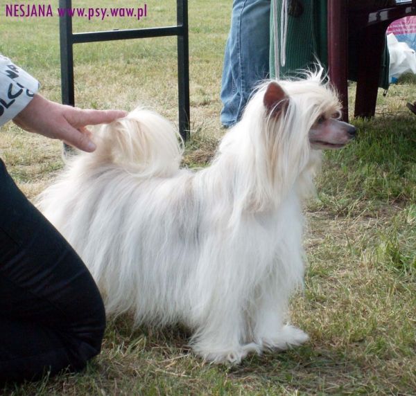 Eureka-Emi Chinese Lover's