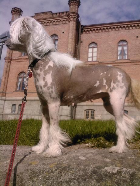 Idili Blondi De Bali