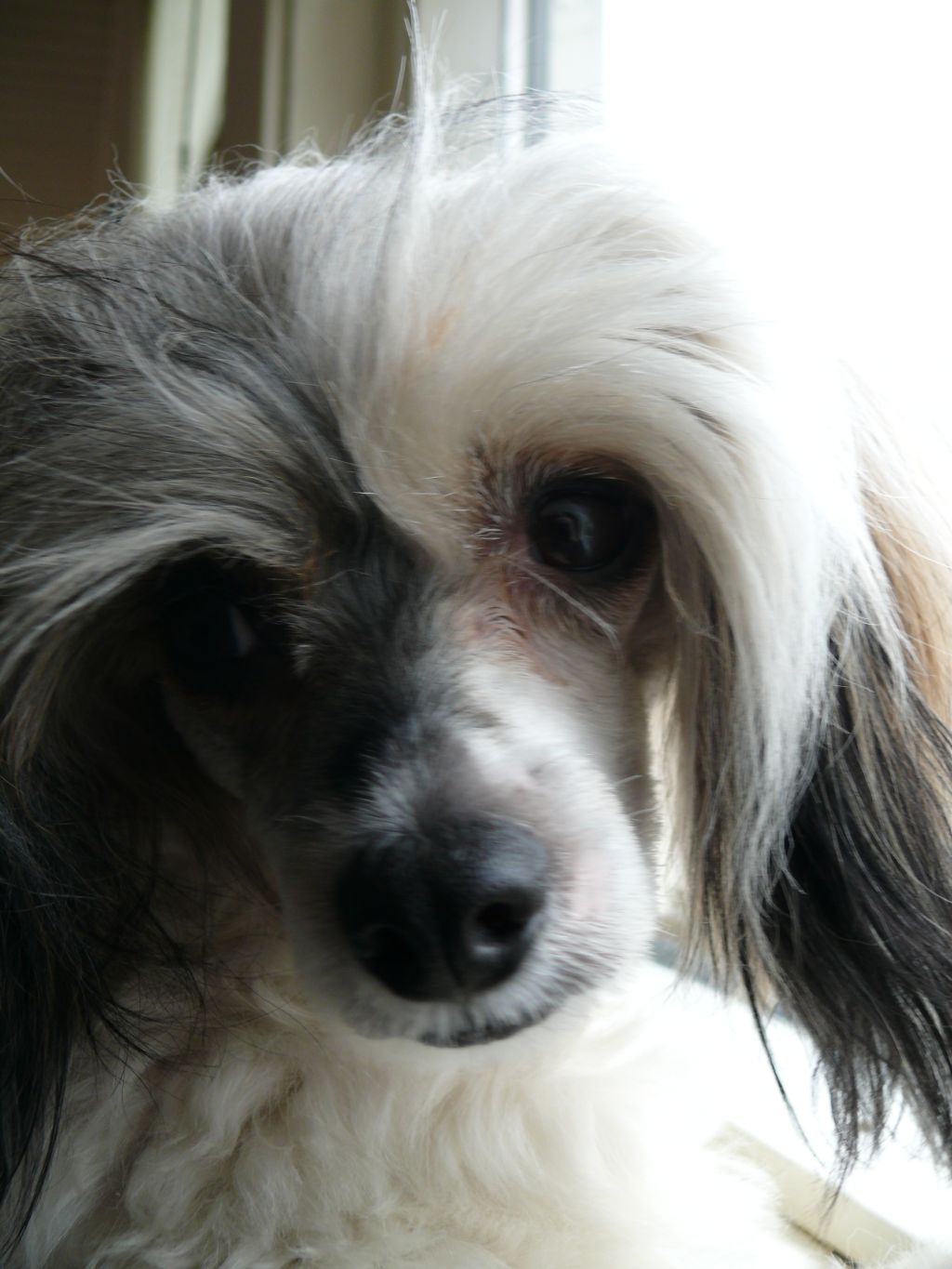 Sørperlas Fabulous Rambo