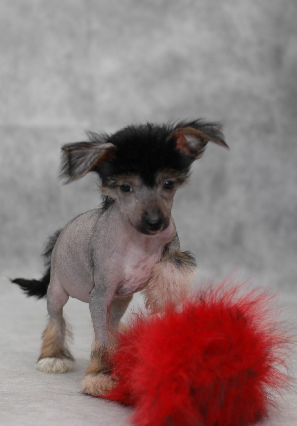 Ksolo Club Sweet Candy