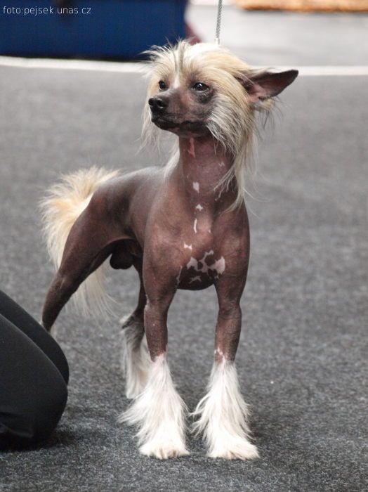 Haffy ze Zatopené chajdy