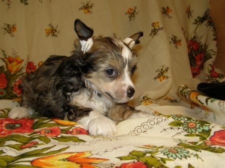 Atlant Kordiall Zart Azart