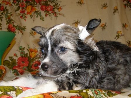 Atlant Kordiall Zefir v Shokolade