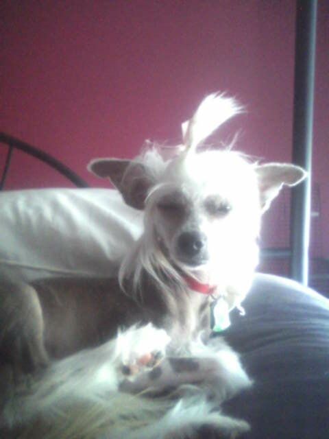 Punk Princess Sheila