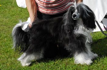 Princess Leia's Fernando