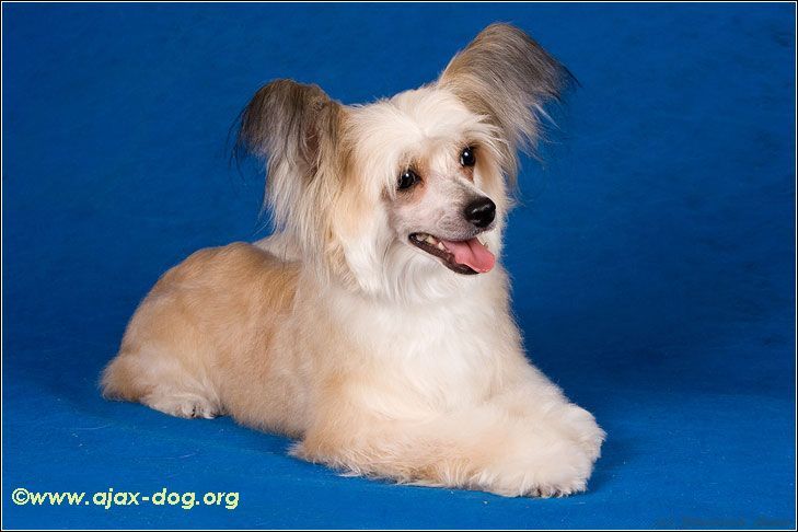 Garmoniya iz Jablonevogo Sada