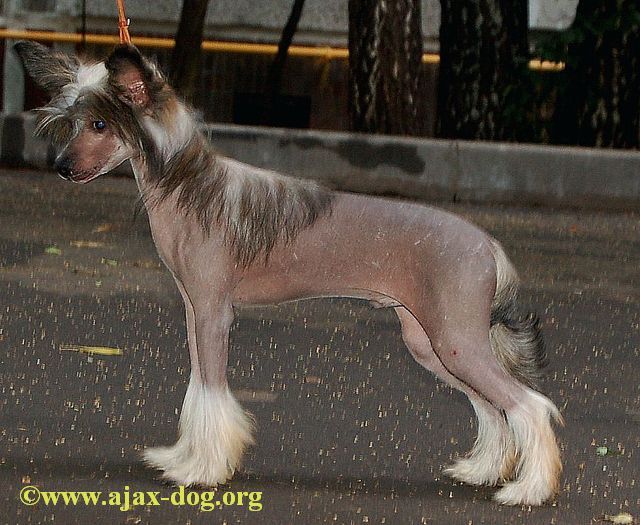 Iskushenie iz Jablonevogo Sada