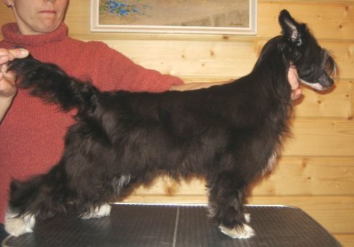 Zholesk Lovely Black