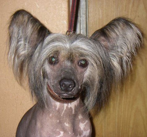 Vernisazh Mari Zolton