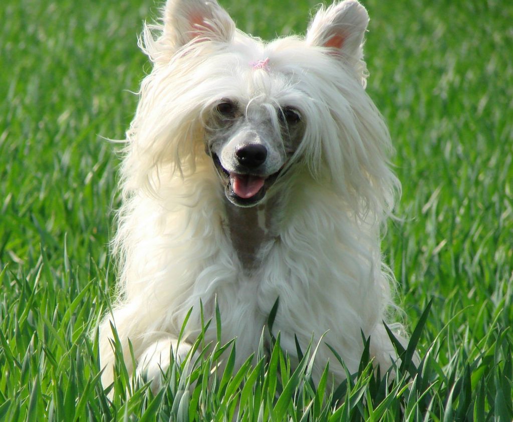 Leiko Queen z Haliparku