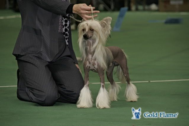 Olegro Katrin Preferans