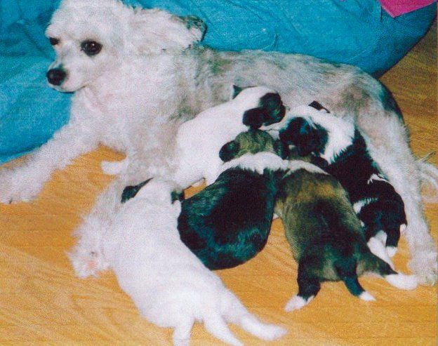 Angelcrest Star With Aledan