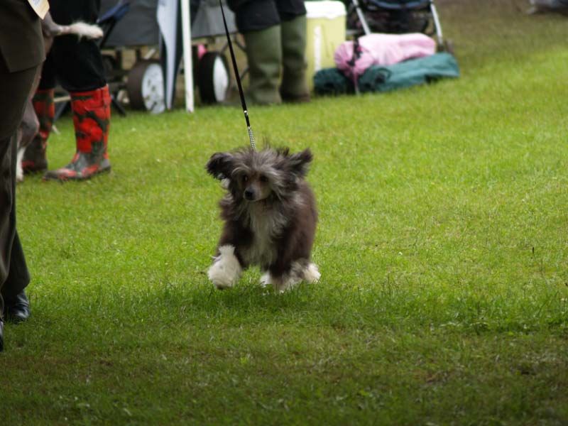 Lemiz Something Special at Brodiegan