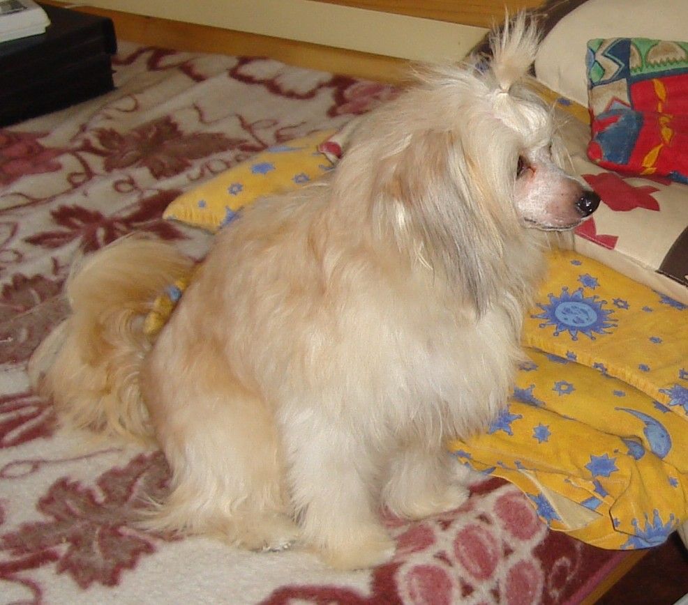 Lovely Touch Gavany's Bohemia 