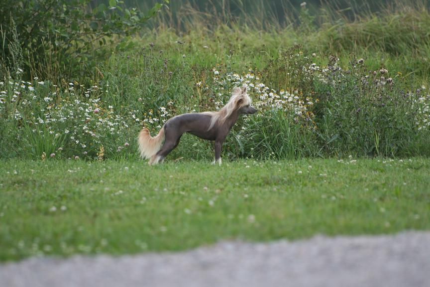 Smedbys Absolut Bling-Bling