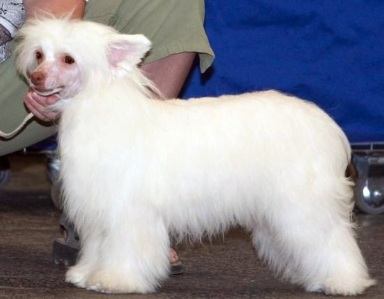 Kristine Gavany's Bohemia 