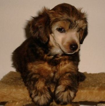 Fabien Gavany's Bohemia 