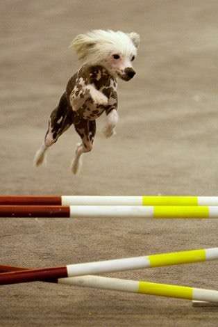 Pyramids Pristine Passion