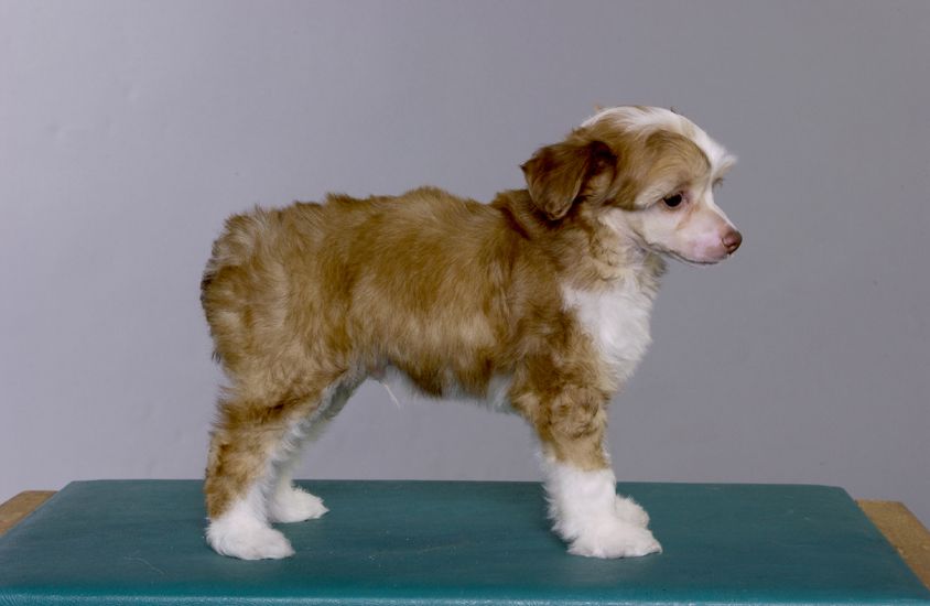 Dantes Gavany's Bohemia 