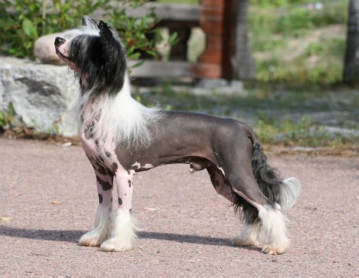 Maybell's Amazing Hero