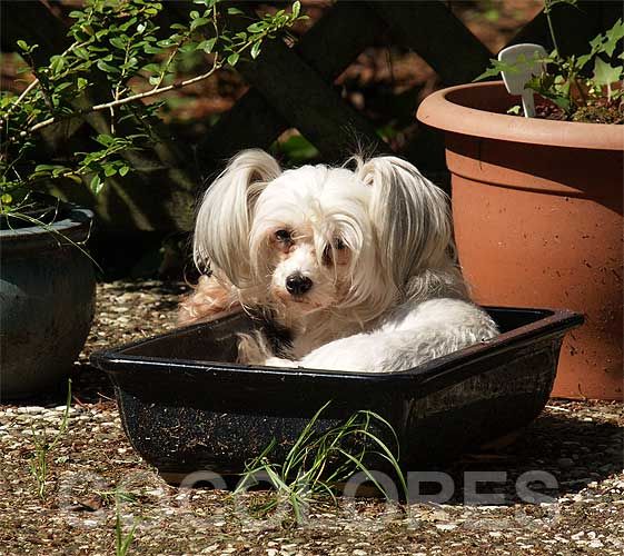 The Belly Dancer von Shinbashi