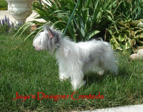 Jaya's Designer Prada