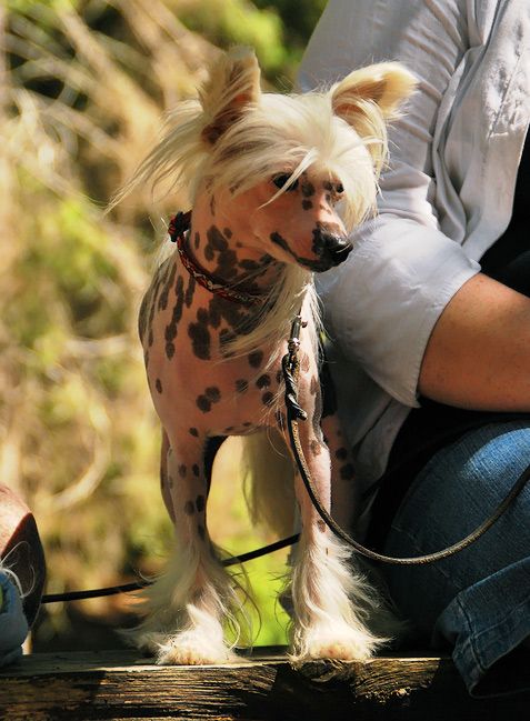 Tournais Cyndi Lauper