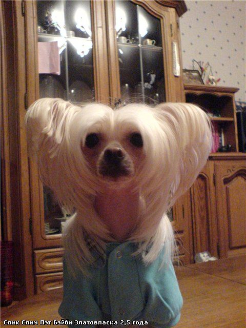 Sleek Slim Pet-Baby Zlatovlaska