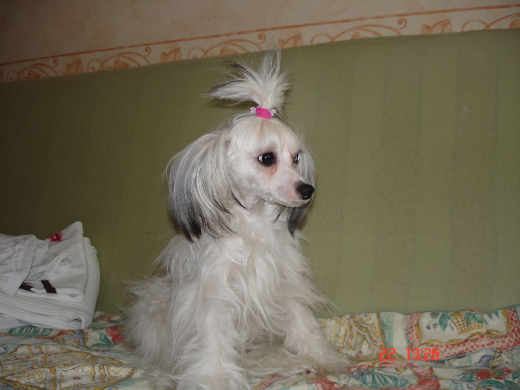 Sleek Slim Pet-Baby Egoza