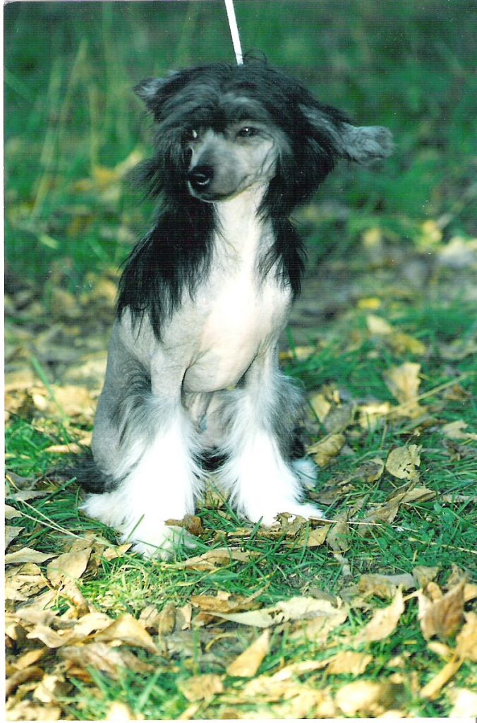 Kavaler Dlya Princessy