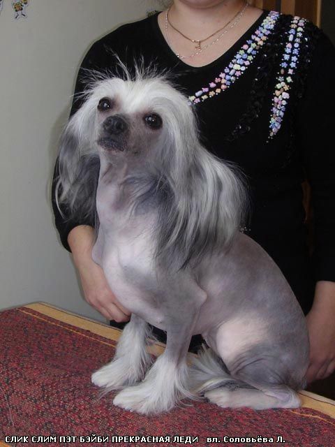 Sleek Slim Pet-Baby Prekrasnaya Ledi