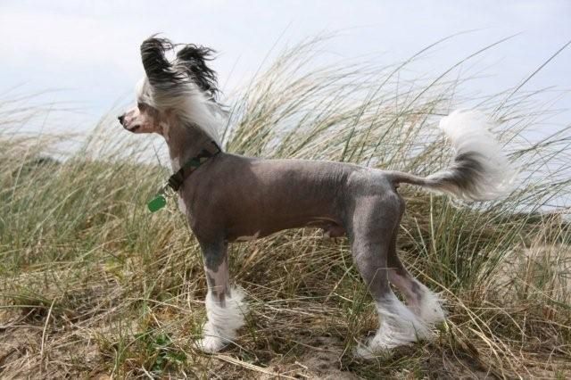 Chill Bill of Dja Iva