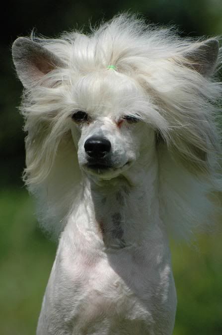 My Secret Love of Dja Iva