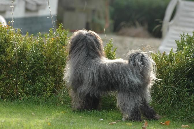 Dashing Dandy of Dja Iva