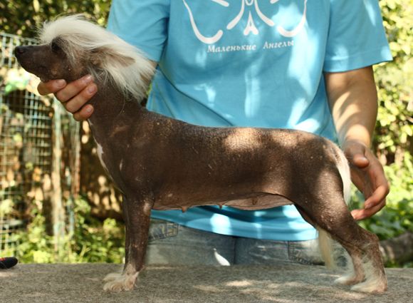 Sleek Slim Pet-Baby Belosnezhka