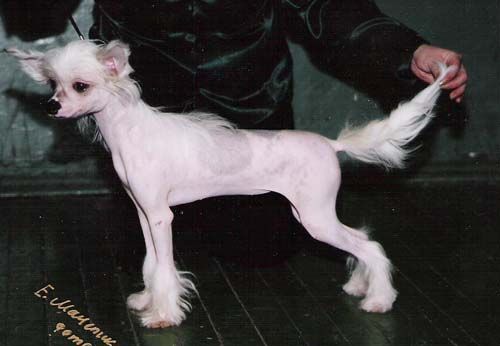 Sleek Slim Pet-Baby Elena Prekrasnaya