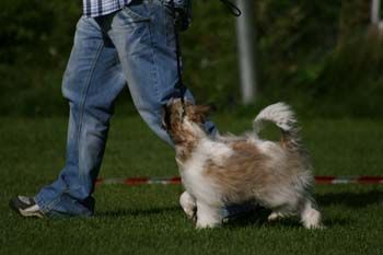 House Of Fun's Day Dreamer