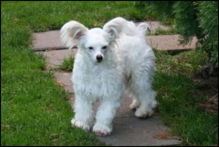 House Of Fun's Dream Catcher