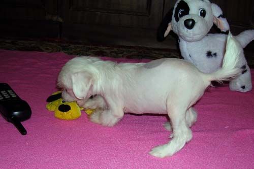 Sleek Slim Pet-Baby Sendy