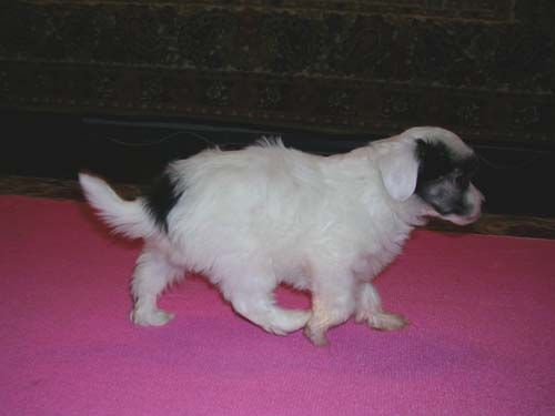 Sleek Slim Pet-Baby Silk  Boy