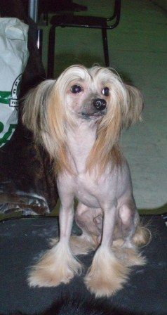 Sleek Slim Pet-Baby Truffaldino