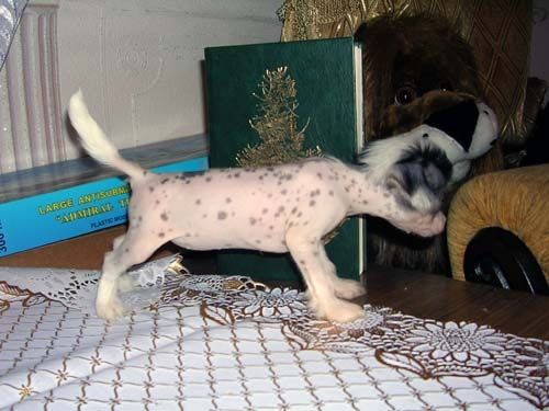 Sleek Slim Pet-Baby Filadelfiya