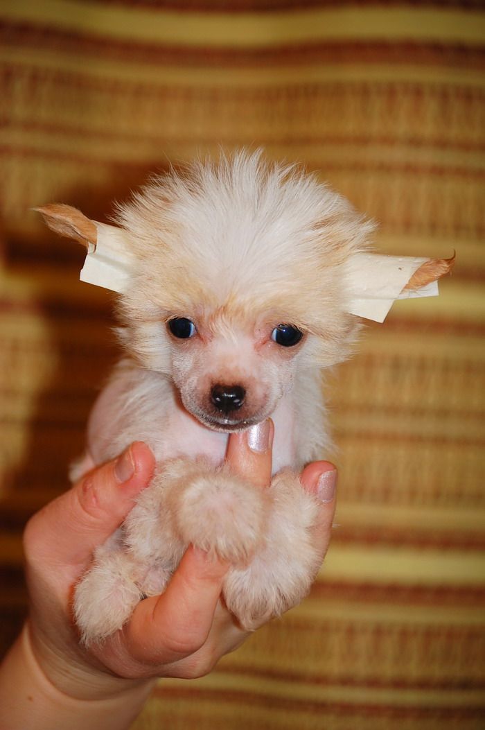 Karnelius Zhasmin Princessa Agraby