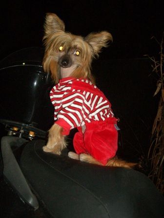 Brossi Zom Yuliana Ledi Lav