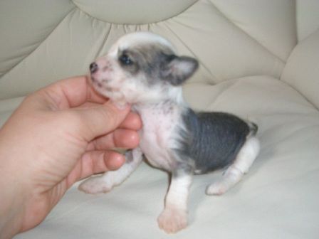 Opli Djindjer Faeton