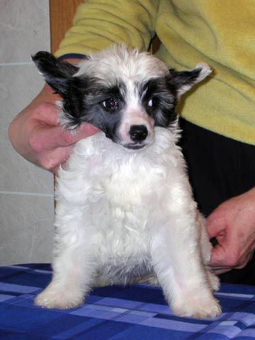 Sleek Slim Pet-Baby  Sharlotta