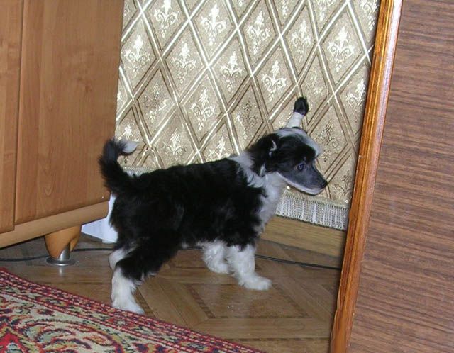 Sleek Slim Pet-Baby Eligent Ledi